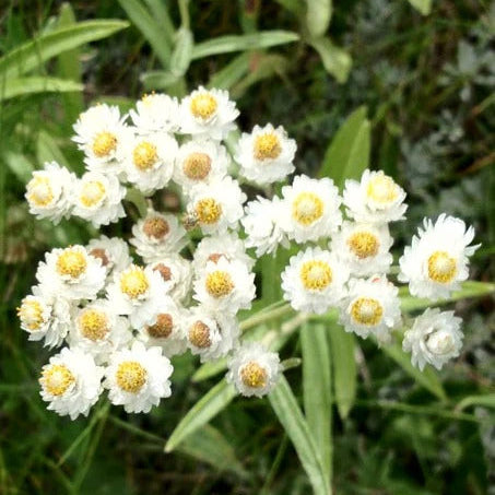 Pearly Everlasting plant