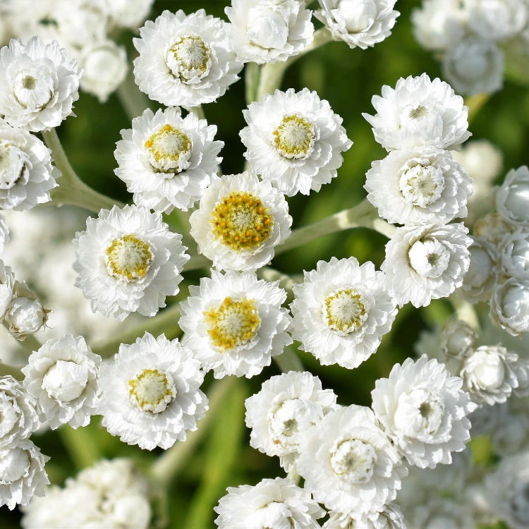 Pearly Everlasting plant