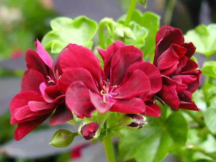 Rose Pelargonium flower seeds