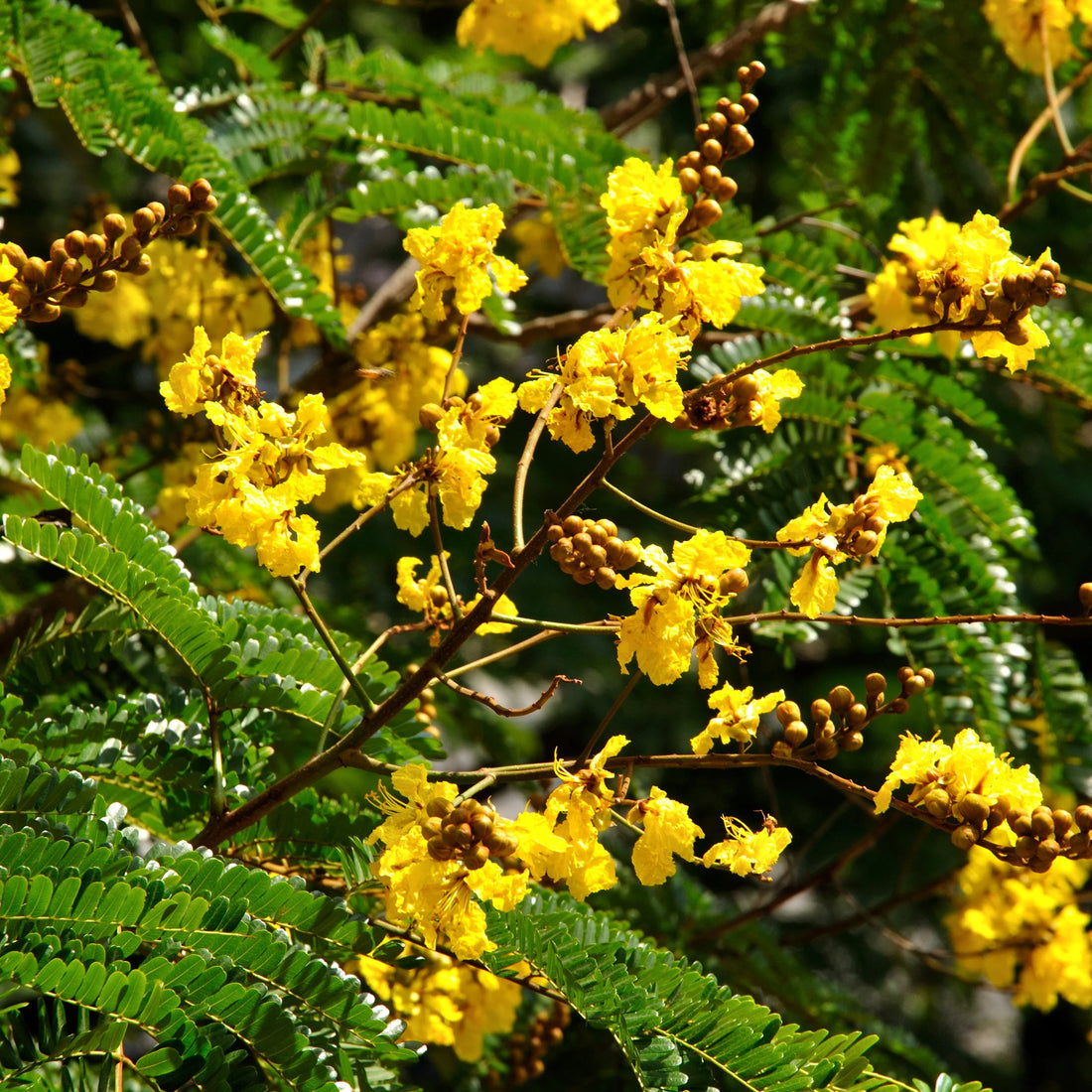 Peltophorum flower seeds