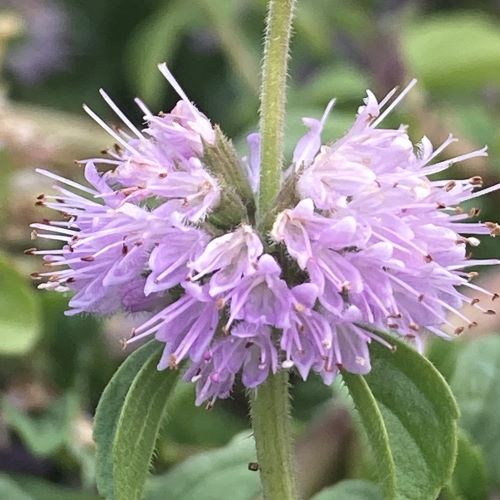 Pennyroyal flower seeds