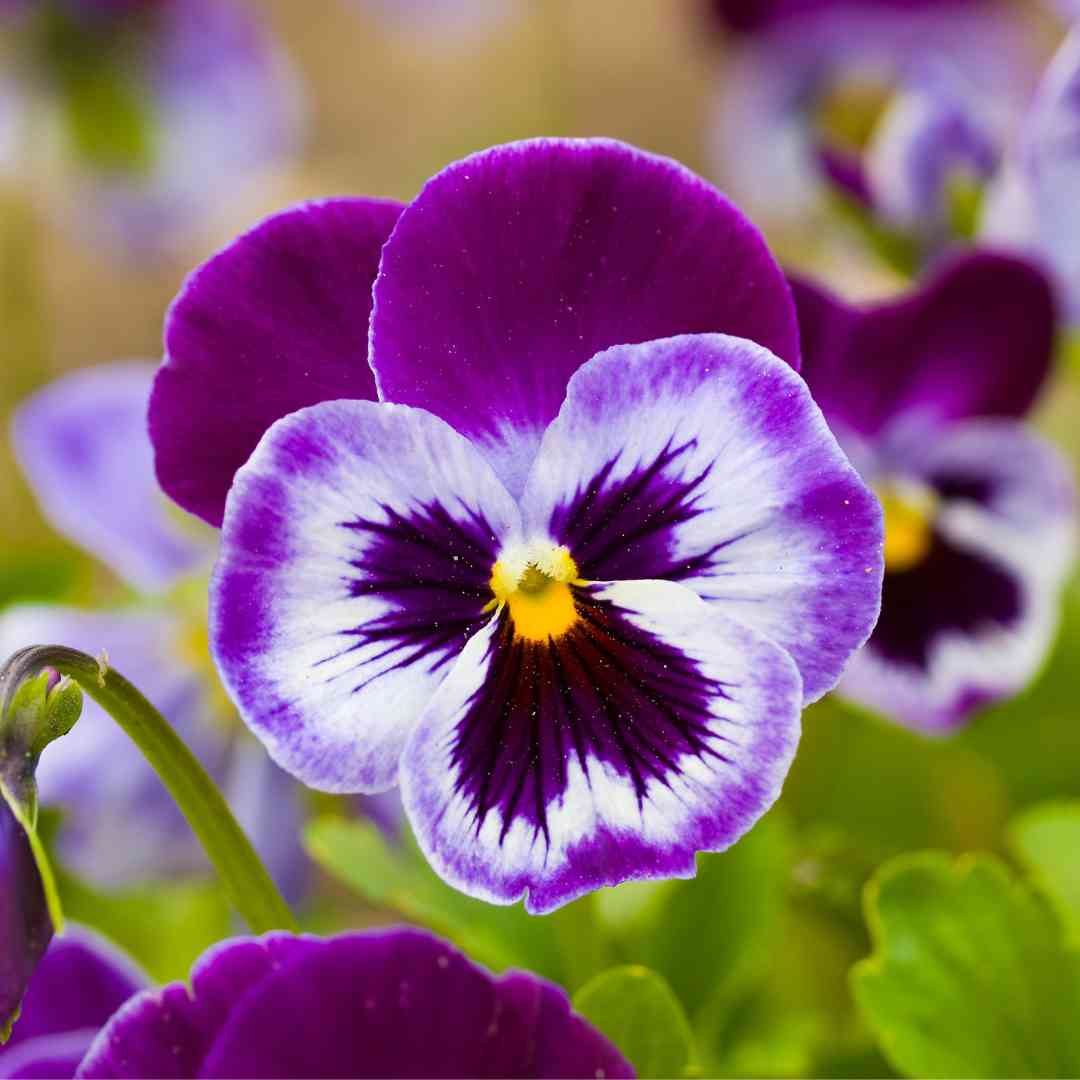 Pansy Rose flower seeds