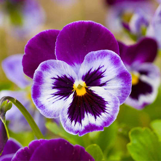 Pansy Rose flower seeds