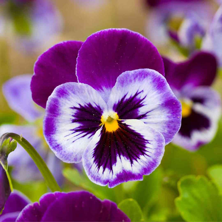 Pansy Rose flower seeds