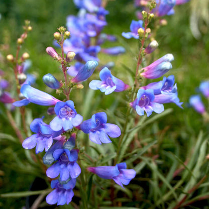 Blue Heterophyllus flower seeds