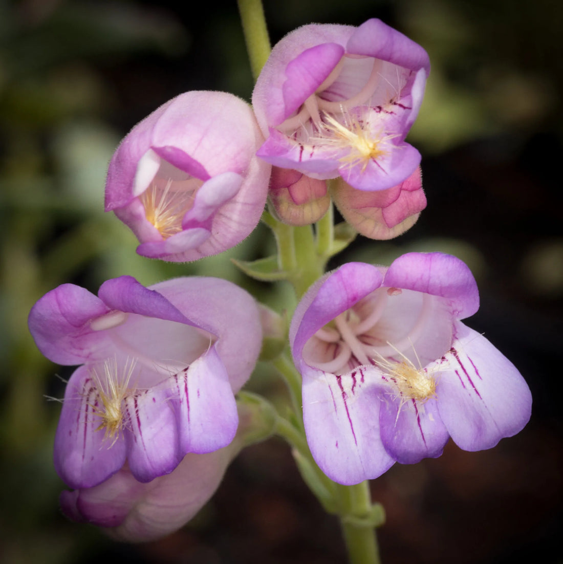 Penstemon Palmeri flower seeds
