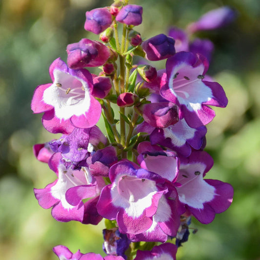 Violet Penstemon flower seeds