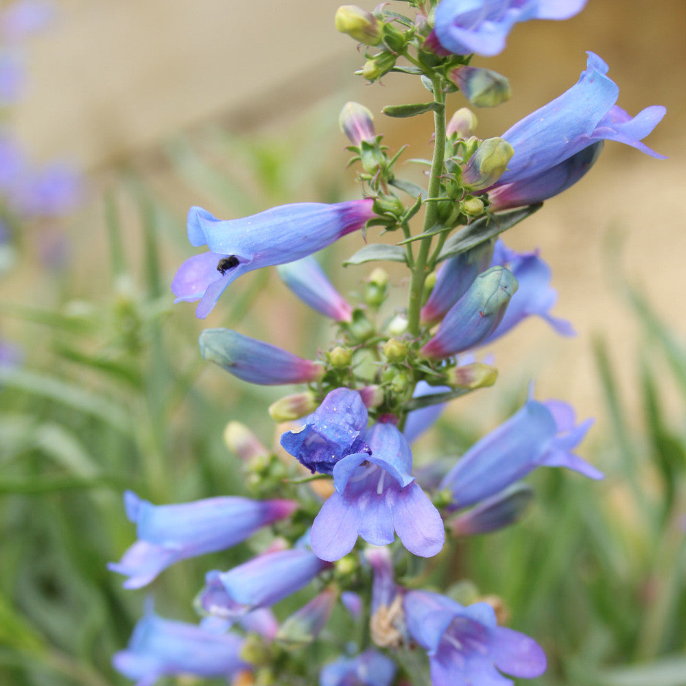 Penstemon Heterophyllus flower seeds