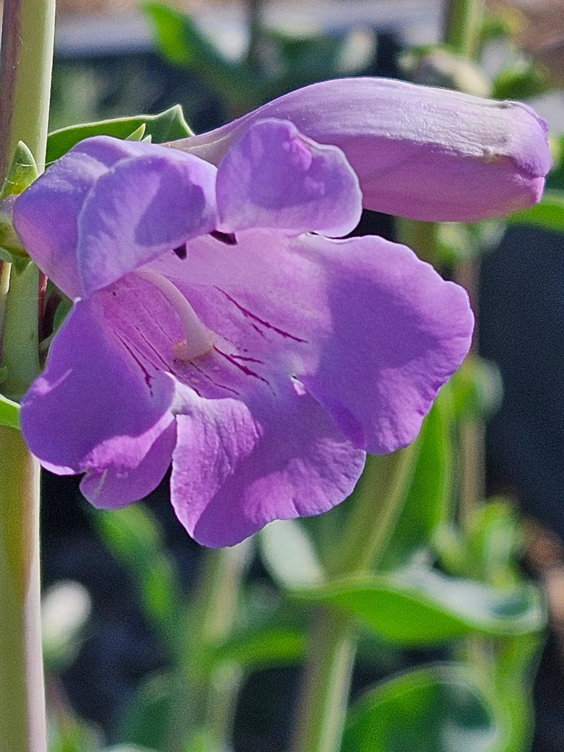 Penstemon Grandiflorus flower seeds