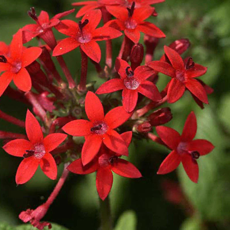 Red Pentas flower seeds