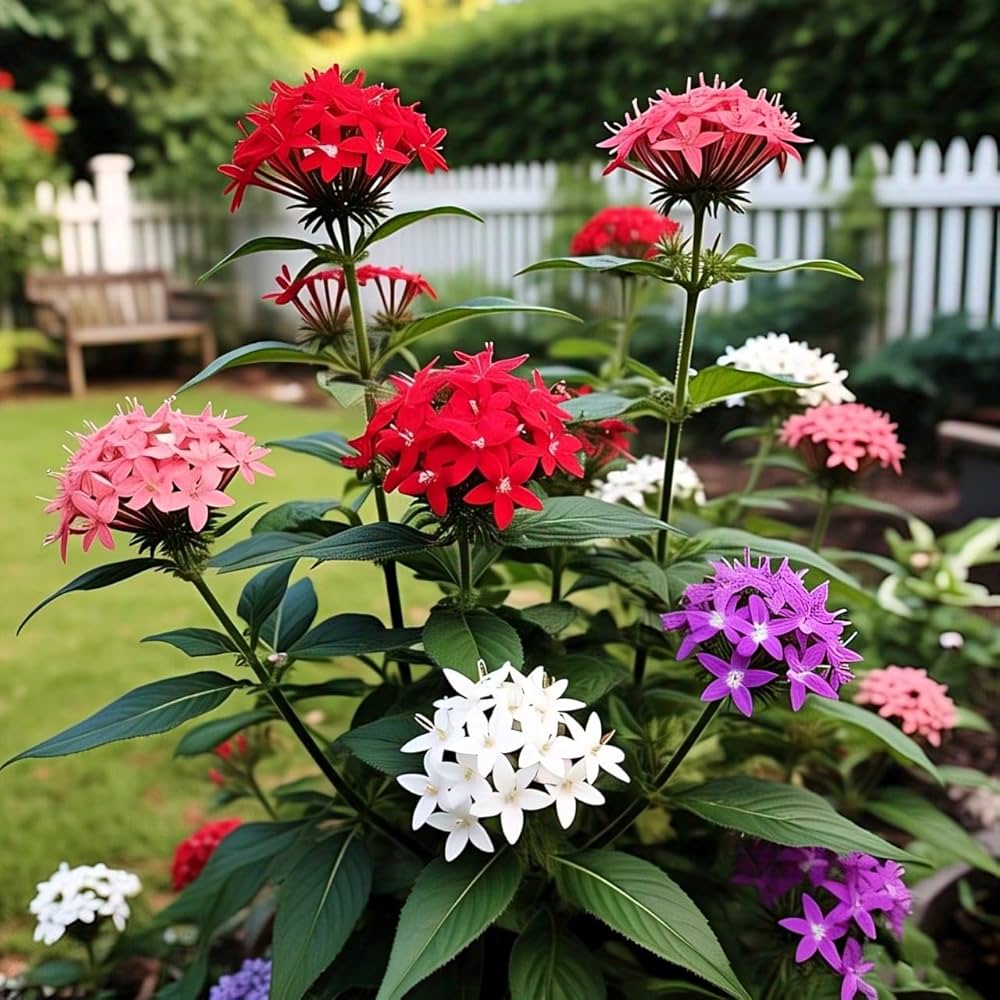 Star Pentas flower seeds