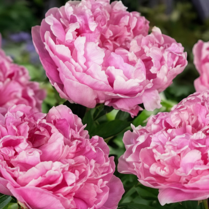 Candy Stripe Peony plant