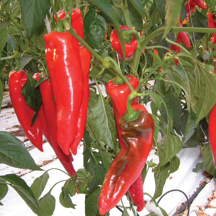Kalocsa Pepper Seeds for Planting – Hungarian Paprika Pepper Seeds