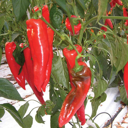Kalocsa Pepper Seeds for Planting – Hungarian Paprika Pepper Seeds