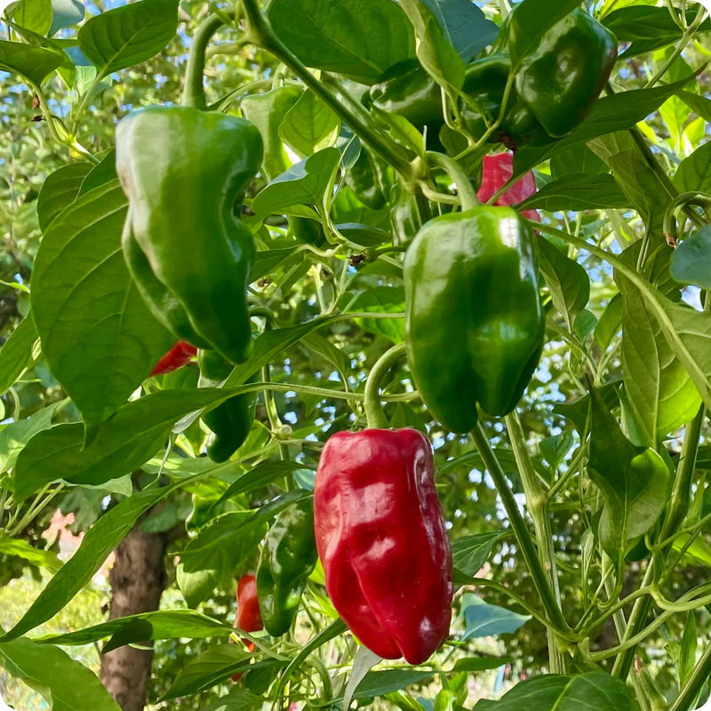 Padron Pepper Seeds for Planting – Heirloom Spanish Pepper Seeds