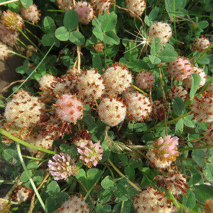 Clover Lawn Mix plant