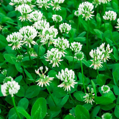 Clover Lawn Mix plant