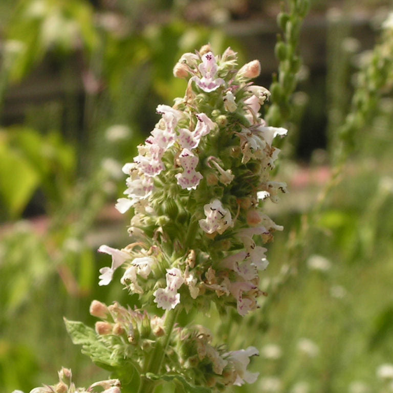Mint Family Catnip plant