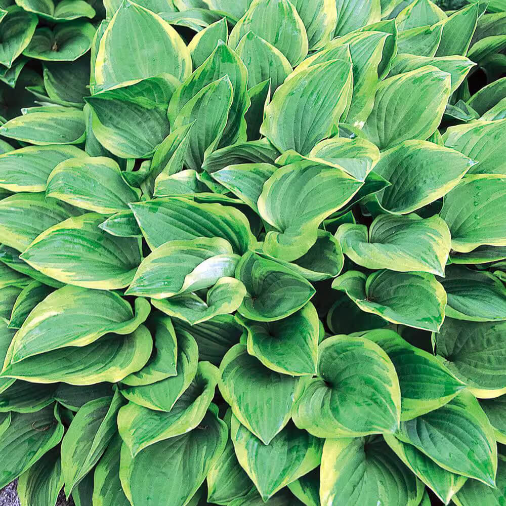 Perennial Shade plant