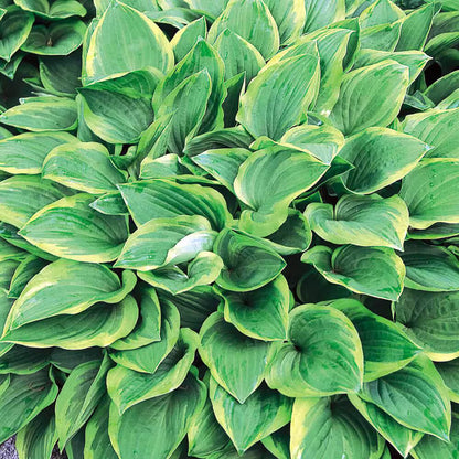 Perennial Shade plant
