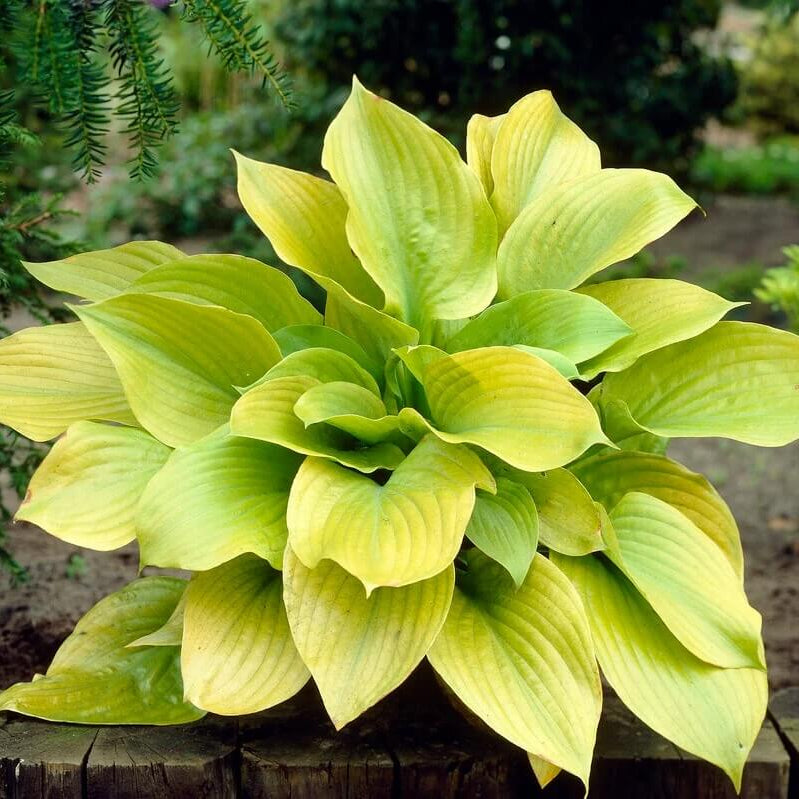 Perennial Shade plant