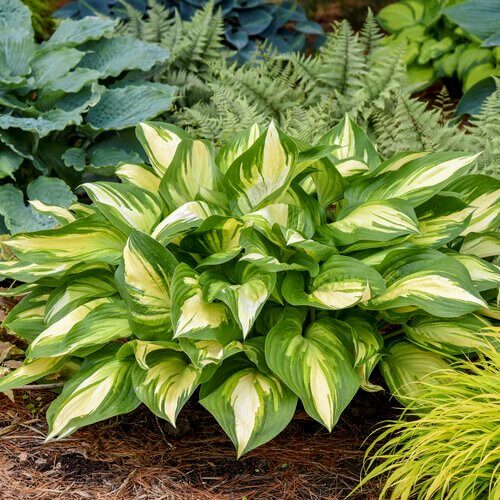 Perennial Shade plant