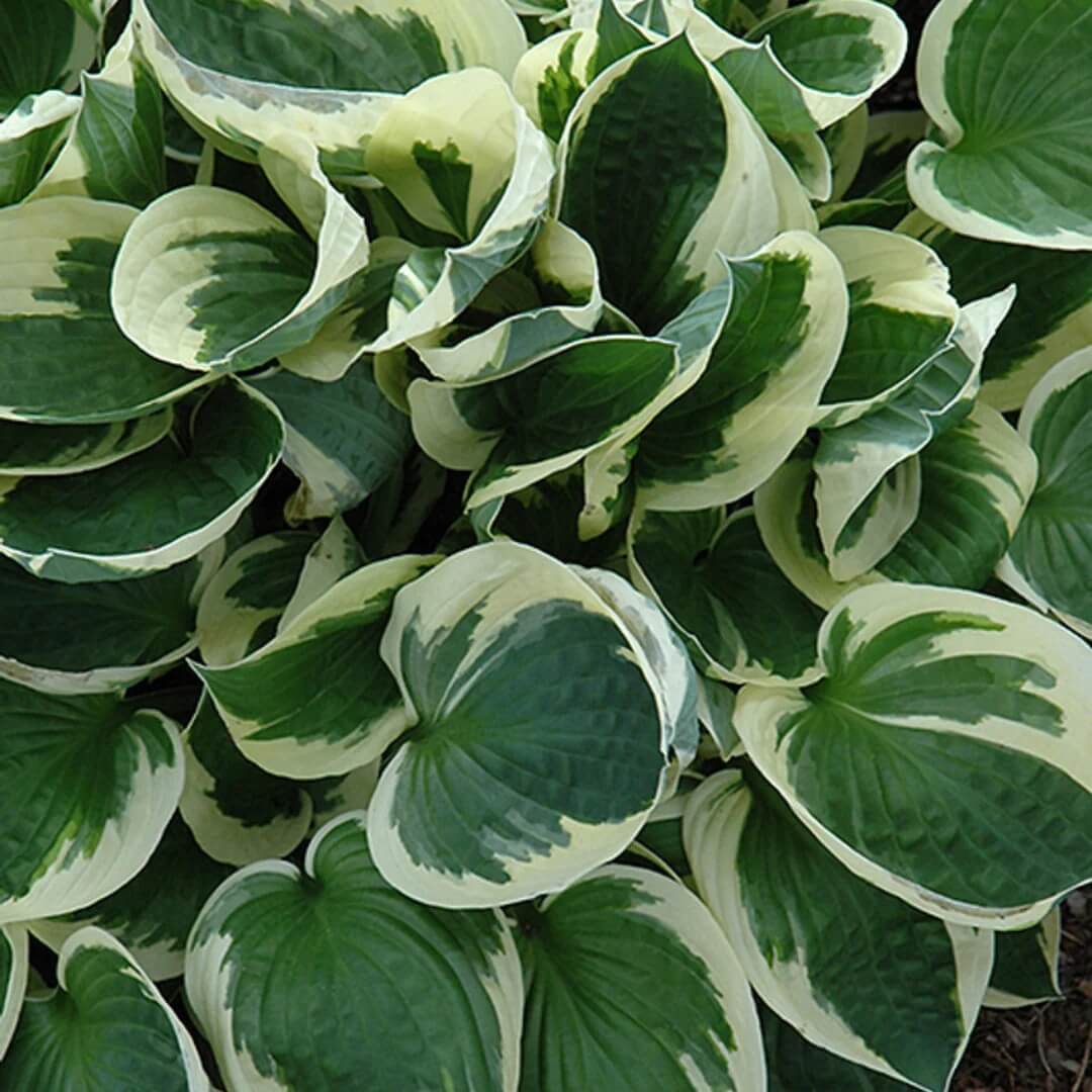 Perennial Shade plant