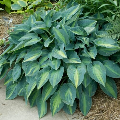 Perennial Shade plant