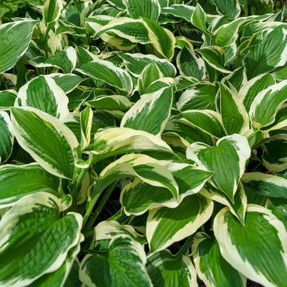 Perennial Shade plant
