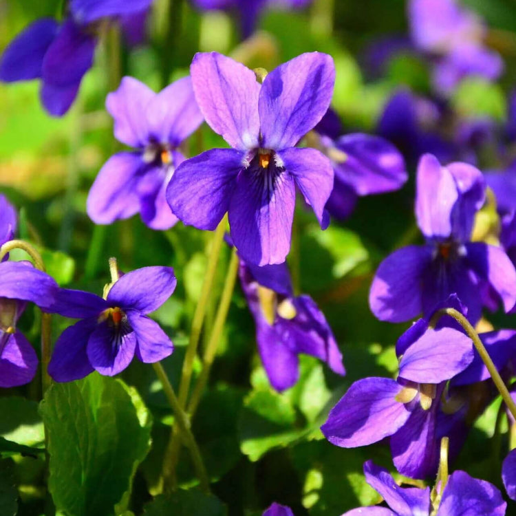 Perennial Violet plant