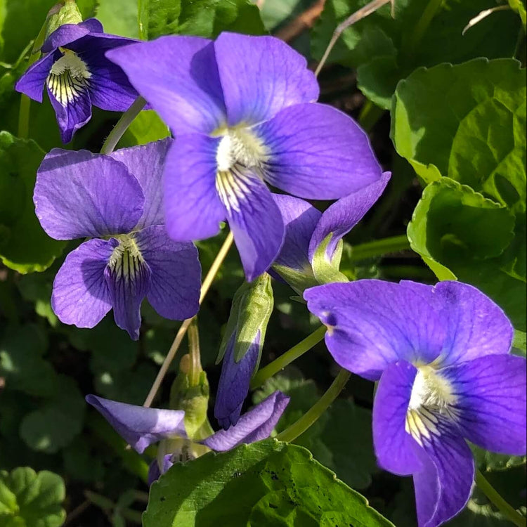 Perennial Violet plant
