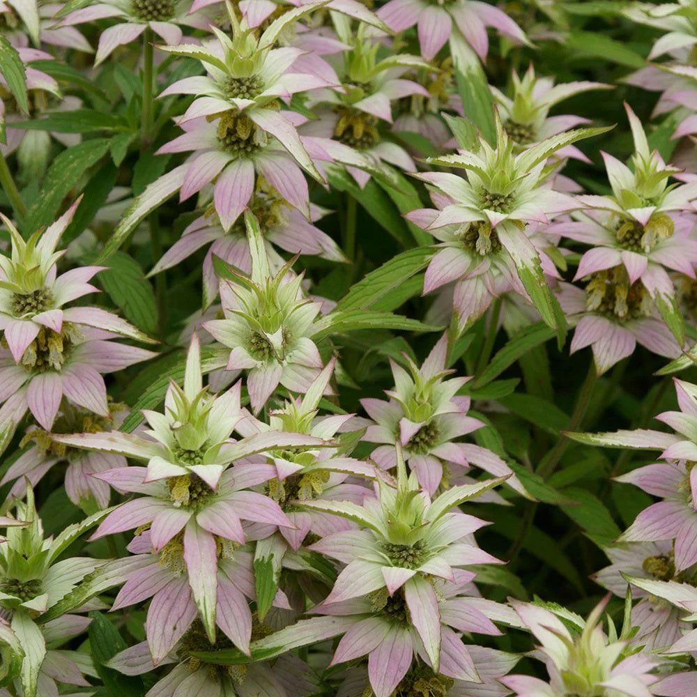 Wildflower Bee Balm plant