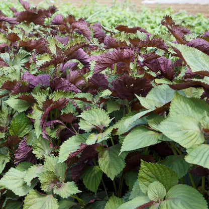Perilla plant