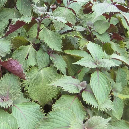 Perilla plant