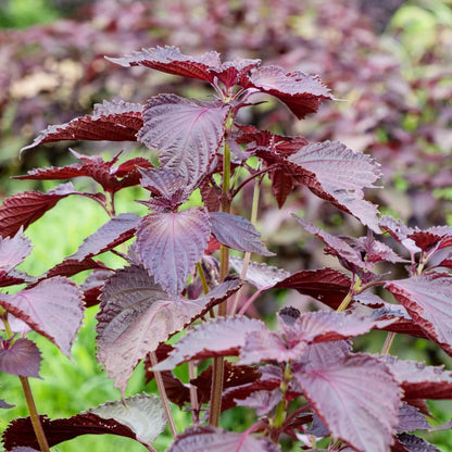 Perilla plant