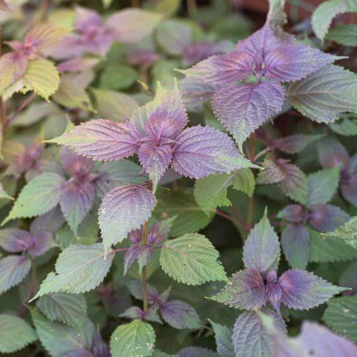 Perilla plant