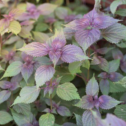 Perilla plant
