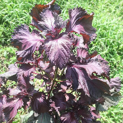 Perilla plant