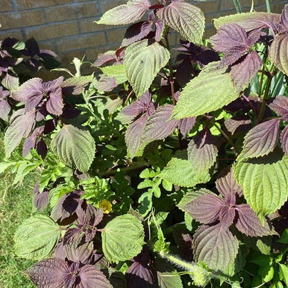 Perilla plant