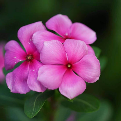 Wildflower Mix Periwinkle plant