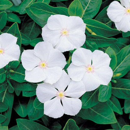 Periwinkle plant