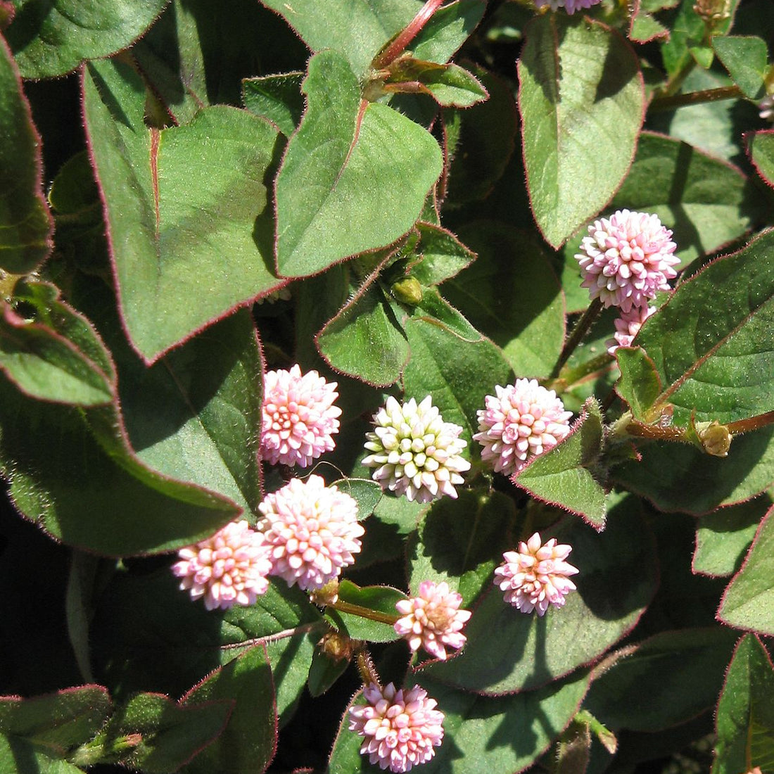 Polygonum Capitatum flower seeds