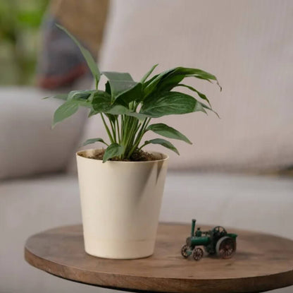 Petite Peace Lily plant