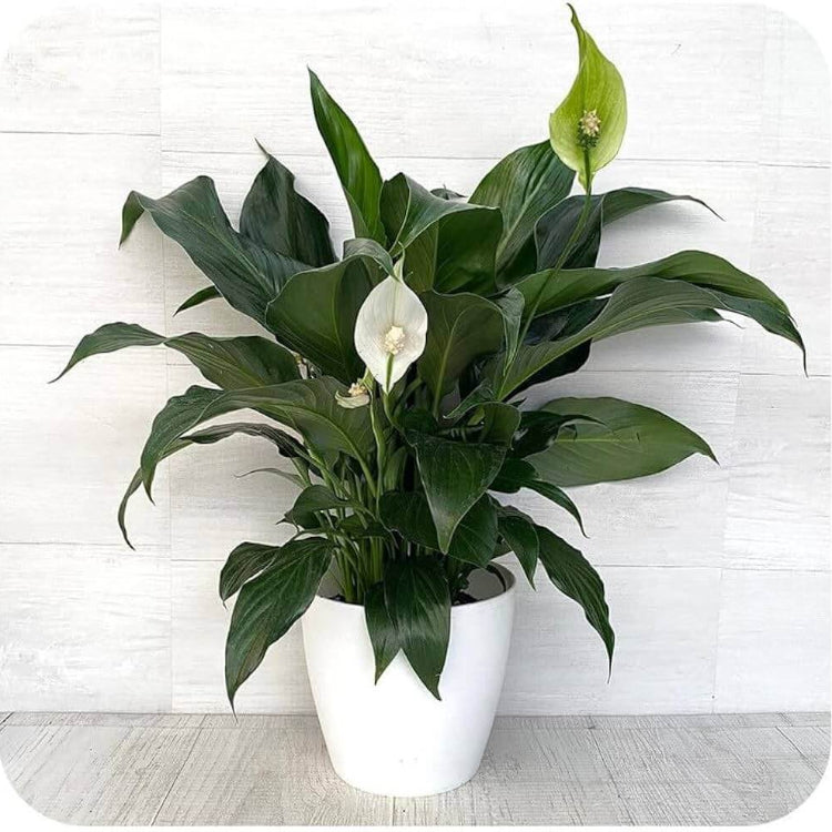 Petite Peace Lily plant