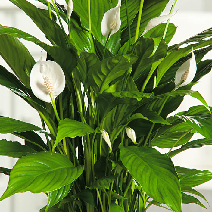 Petite Peace Lily plant
