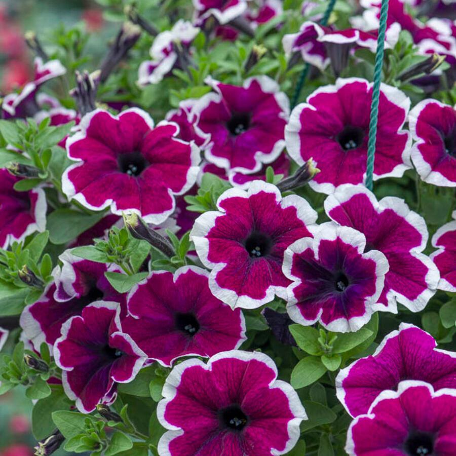 Burgundy White flower seeds