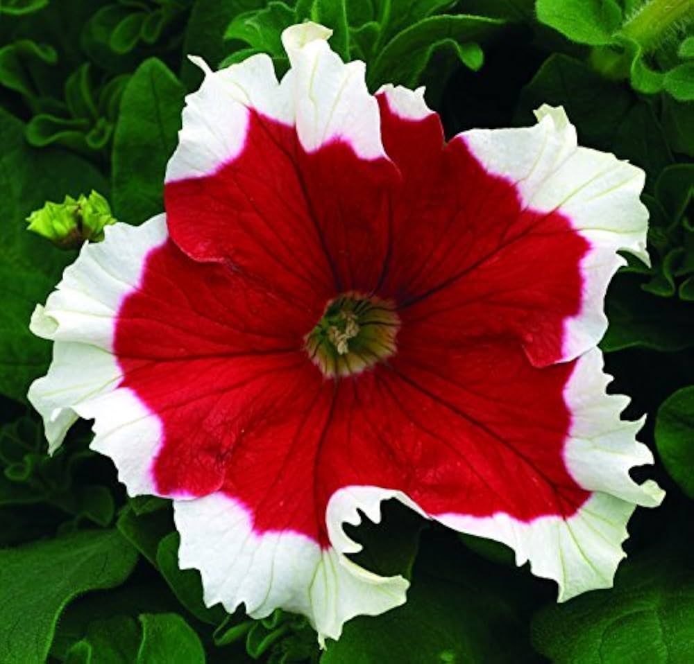 Red White flower seeds