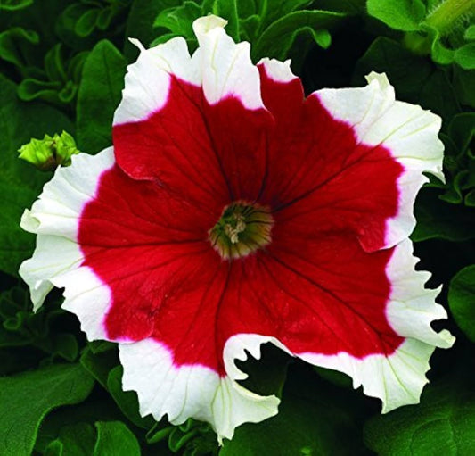 Red White flower seeds