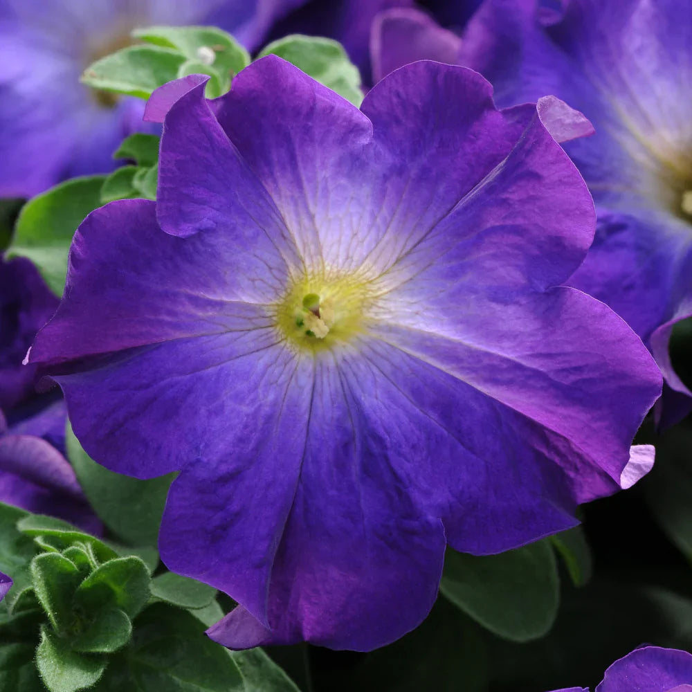 Blue Petunia flower seeds