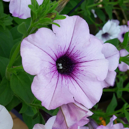 Silver Petunia flower seeds